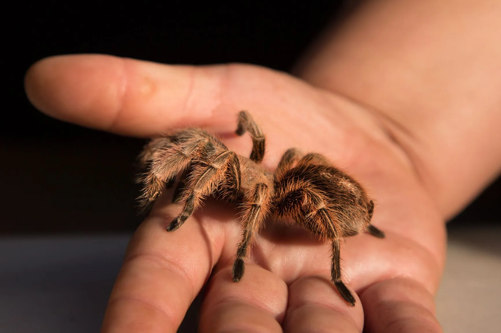 /img/21713-cat-and-tarantula-separated.webp