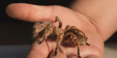 /img/21713-cat-and-tarantula-separated.webp
