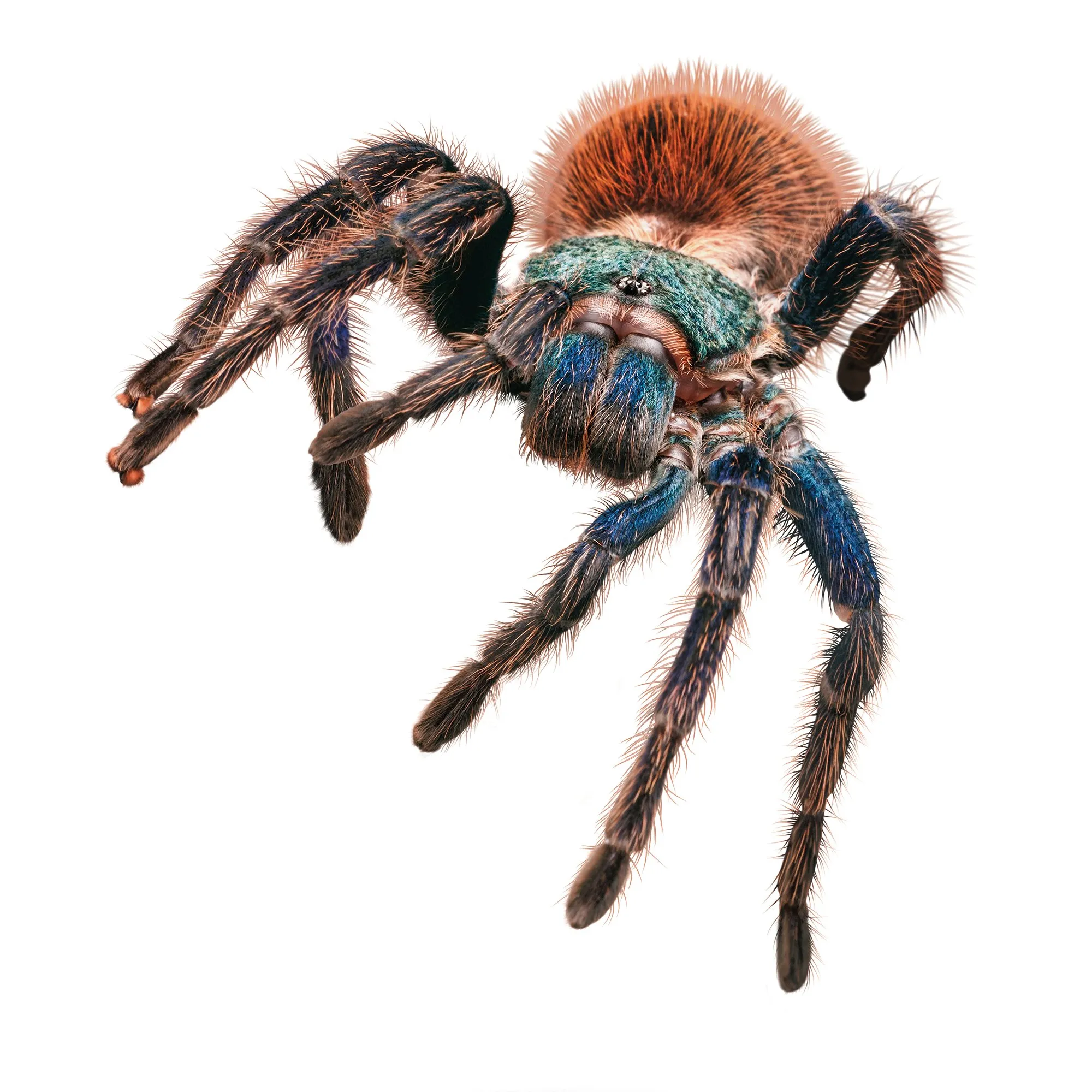 21713 stressed tarantula