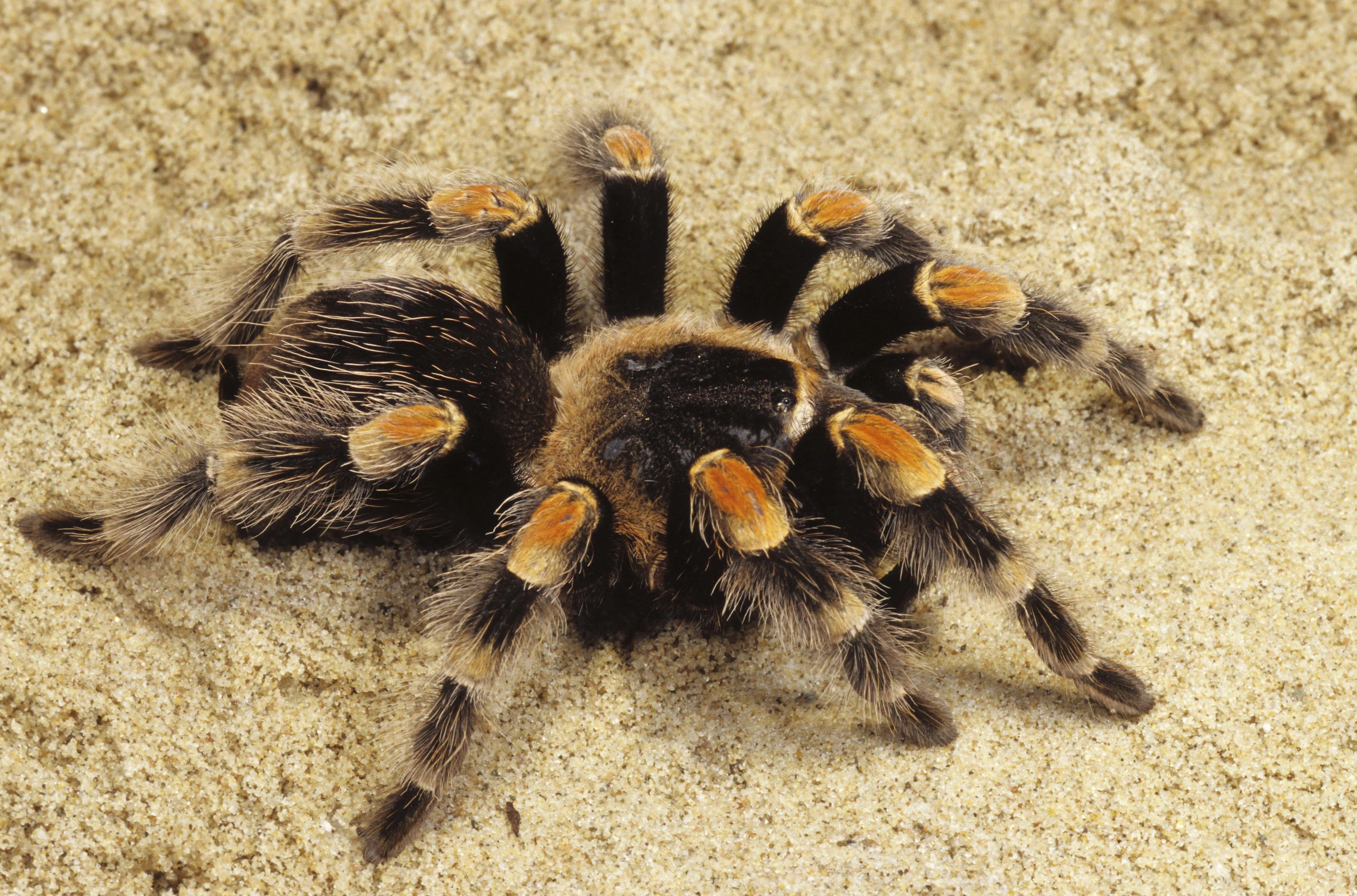 21714 yellow and black tarantula close up