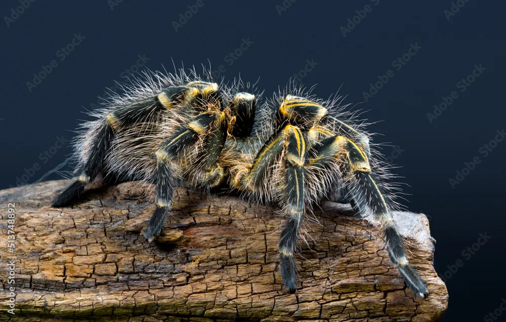 /img/21714-yellow-and-black-tarantula-size-comparison.webp