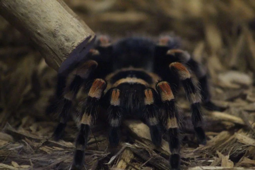 21715 red knee tarantula food
