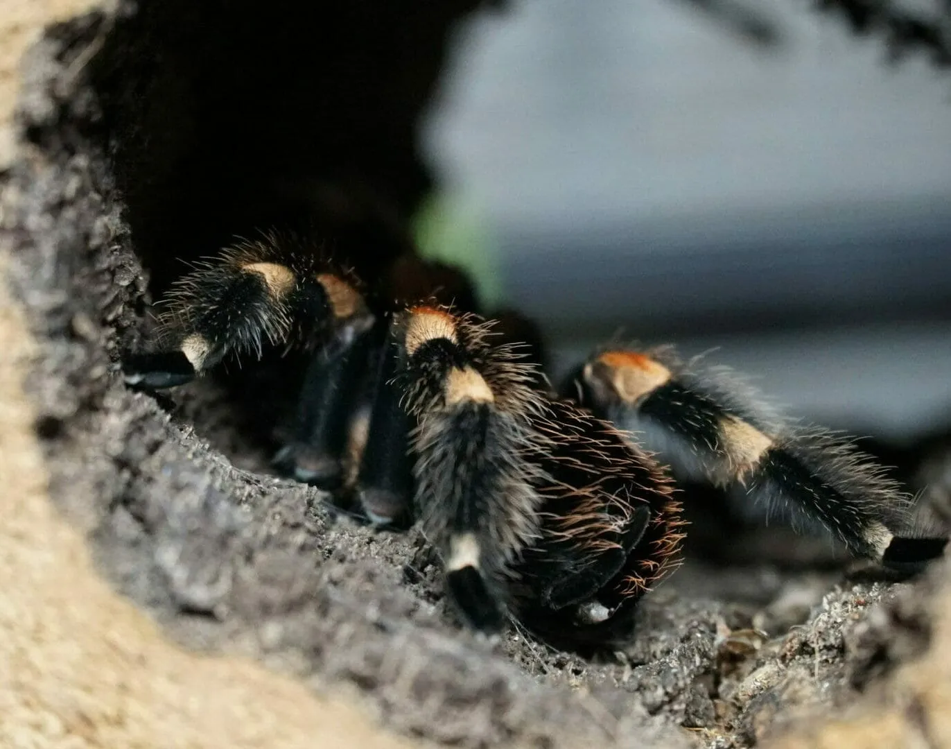 21715 red knee tarantula hide