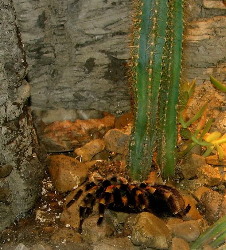 21715 red knee tarantula humidity