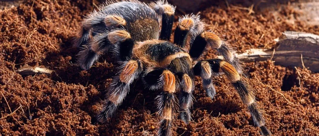 21715 red knee tarantula tank