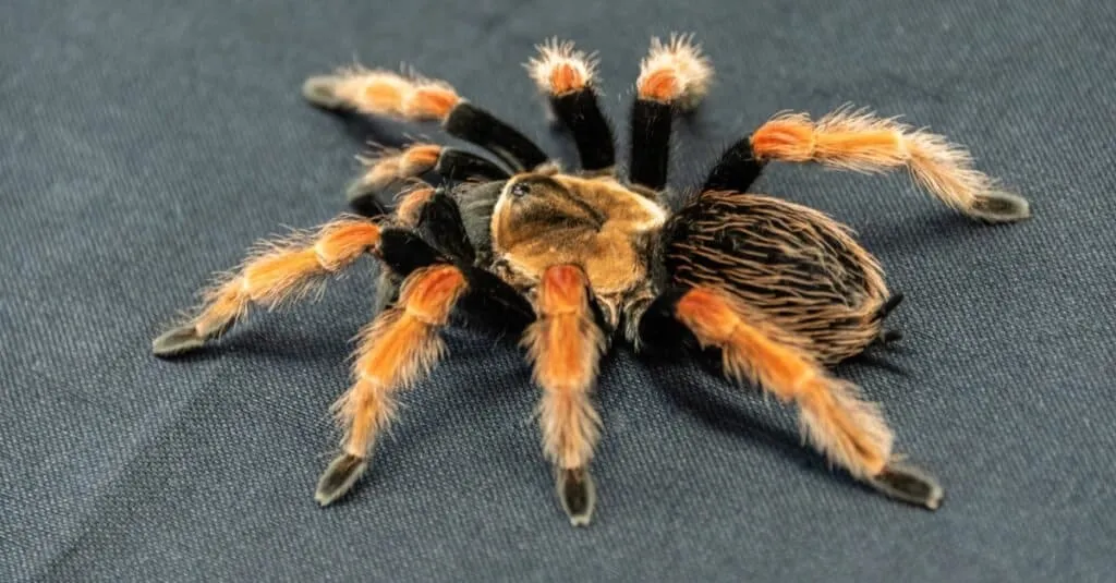 /img/21715-red-knee-tarantula-ventilation.webp