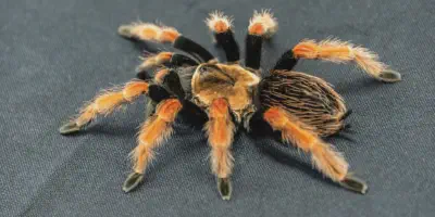 /img/21715-red-knee-tarantula-ventilation.webp