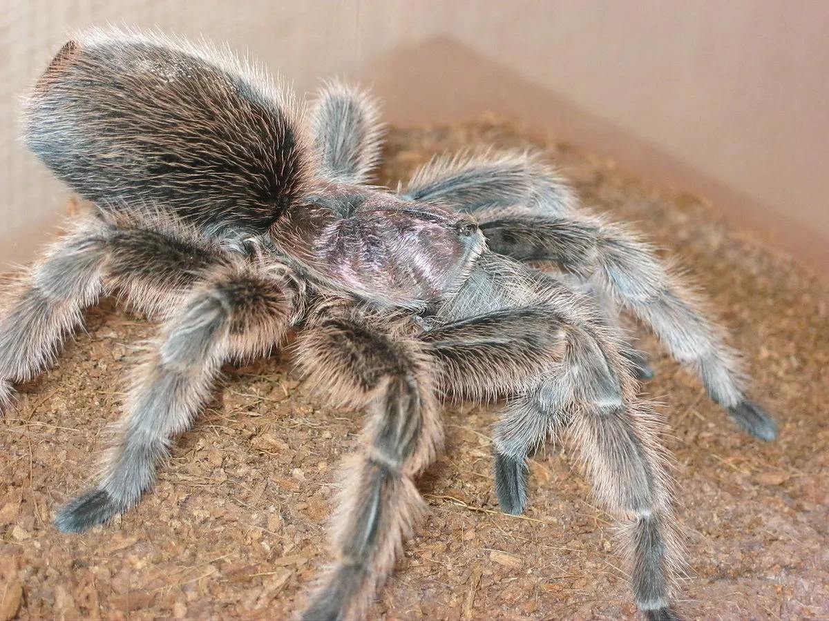 21716 tarantula molting