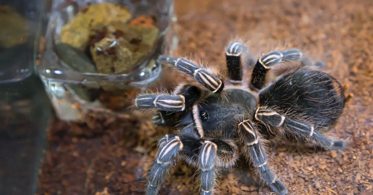 21717 dangerous tarantula species