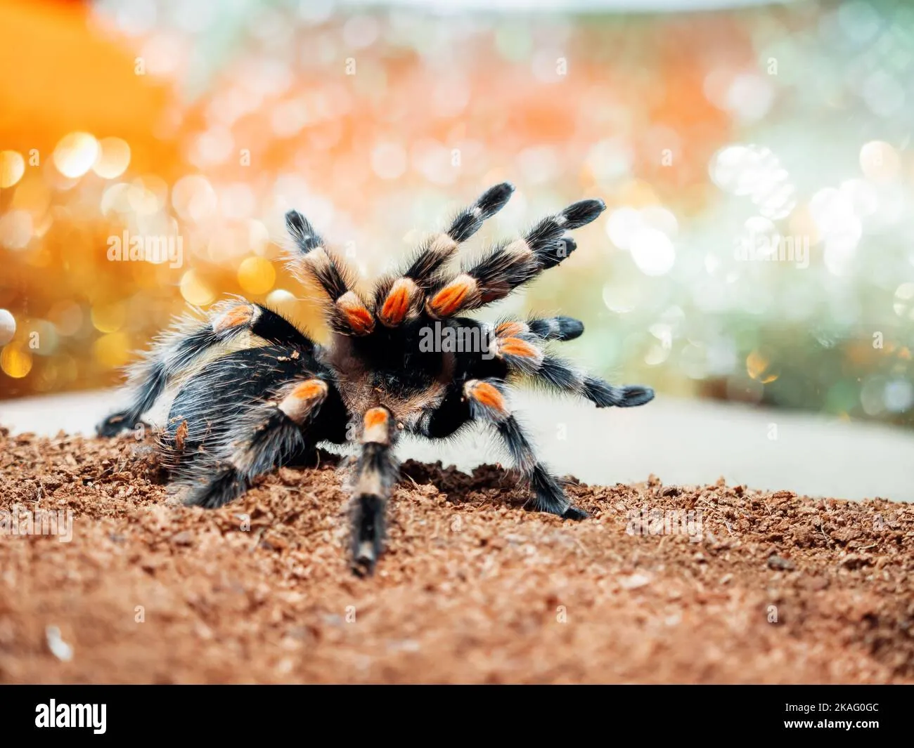 /img/21717-tarantula-enclosure.webp