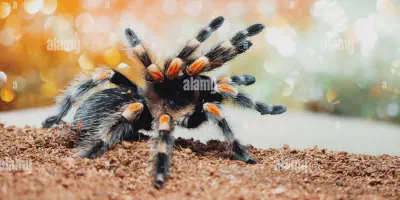 /img/21717-tarantula-enclosure.webp