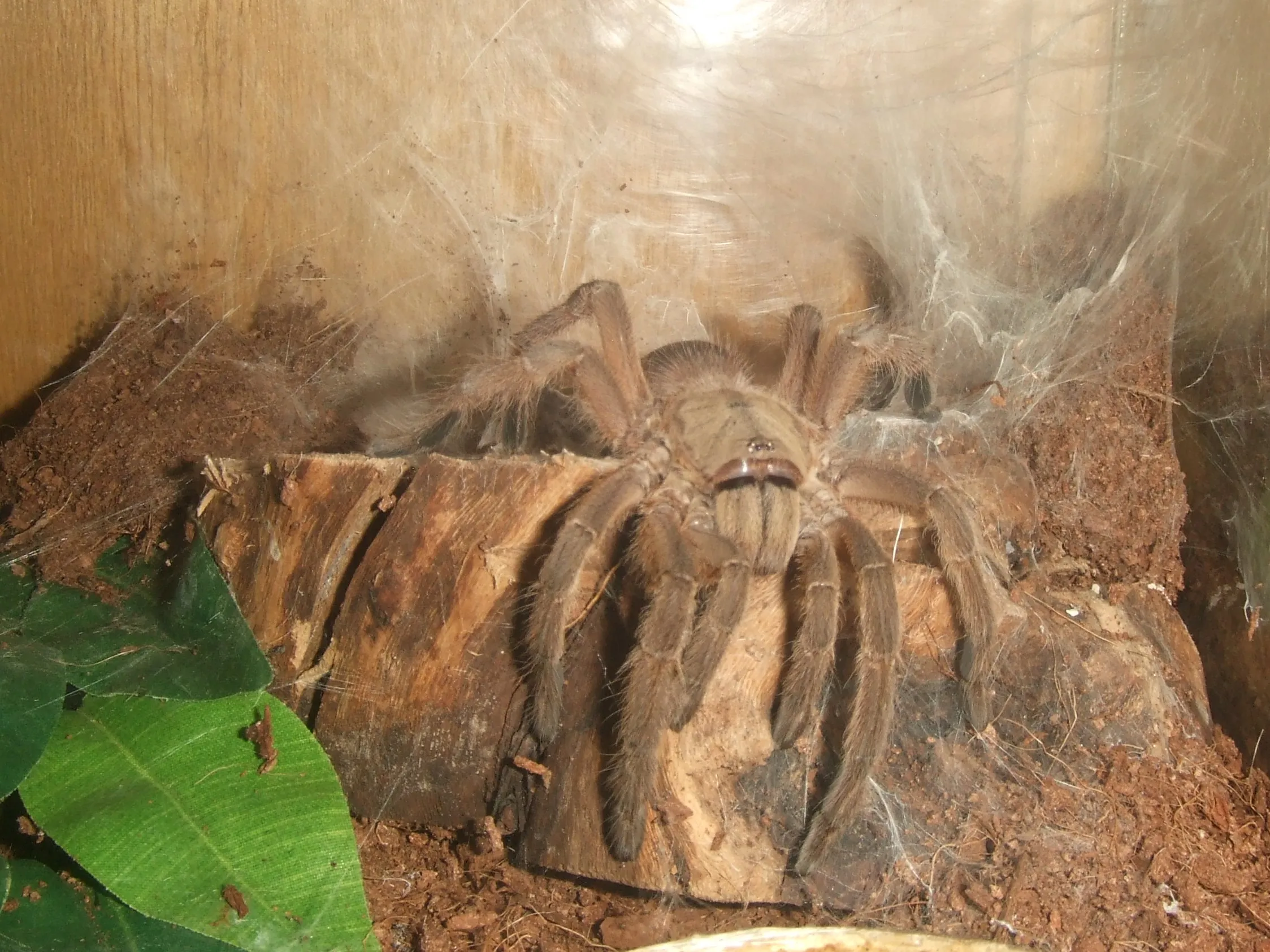 21719 chilobrachys huahini enclosure