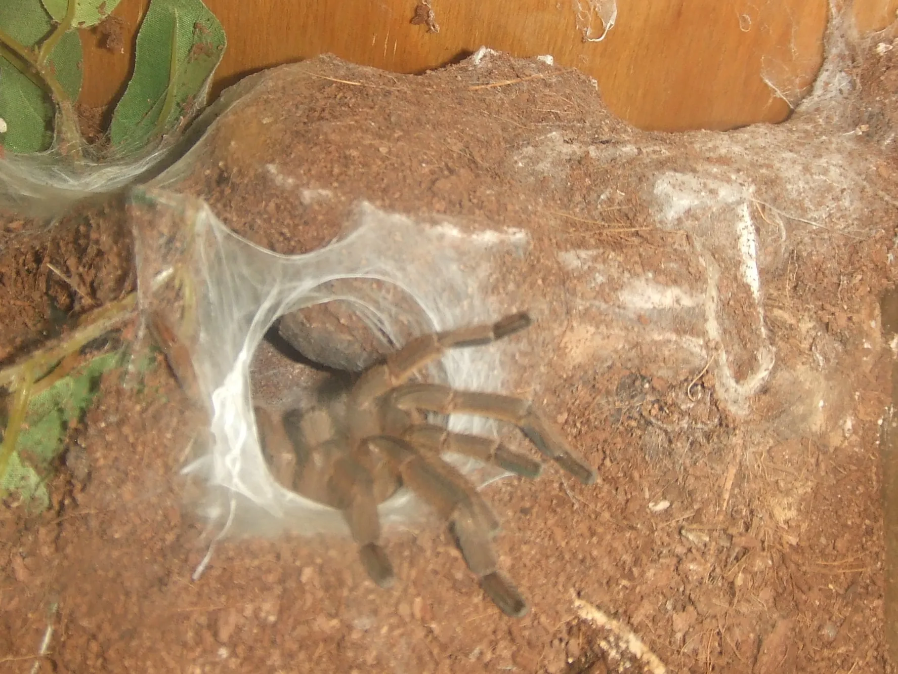 21719 chilobrachys huahini tarantula image2
