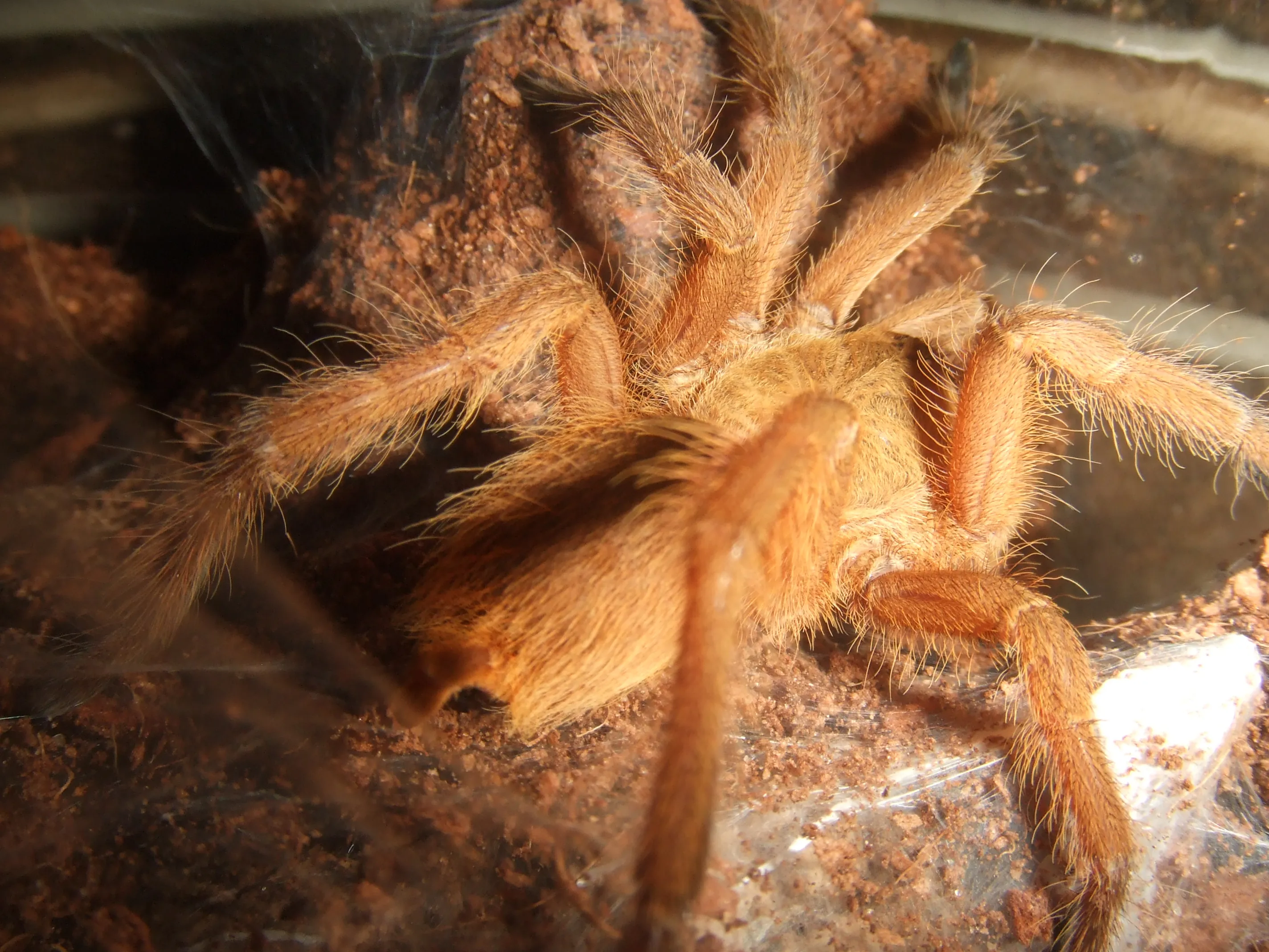 21719 chilobrachys huahini tarantula image3
