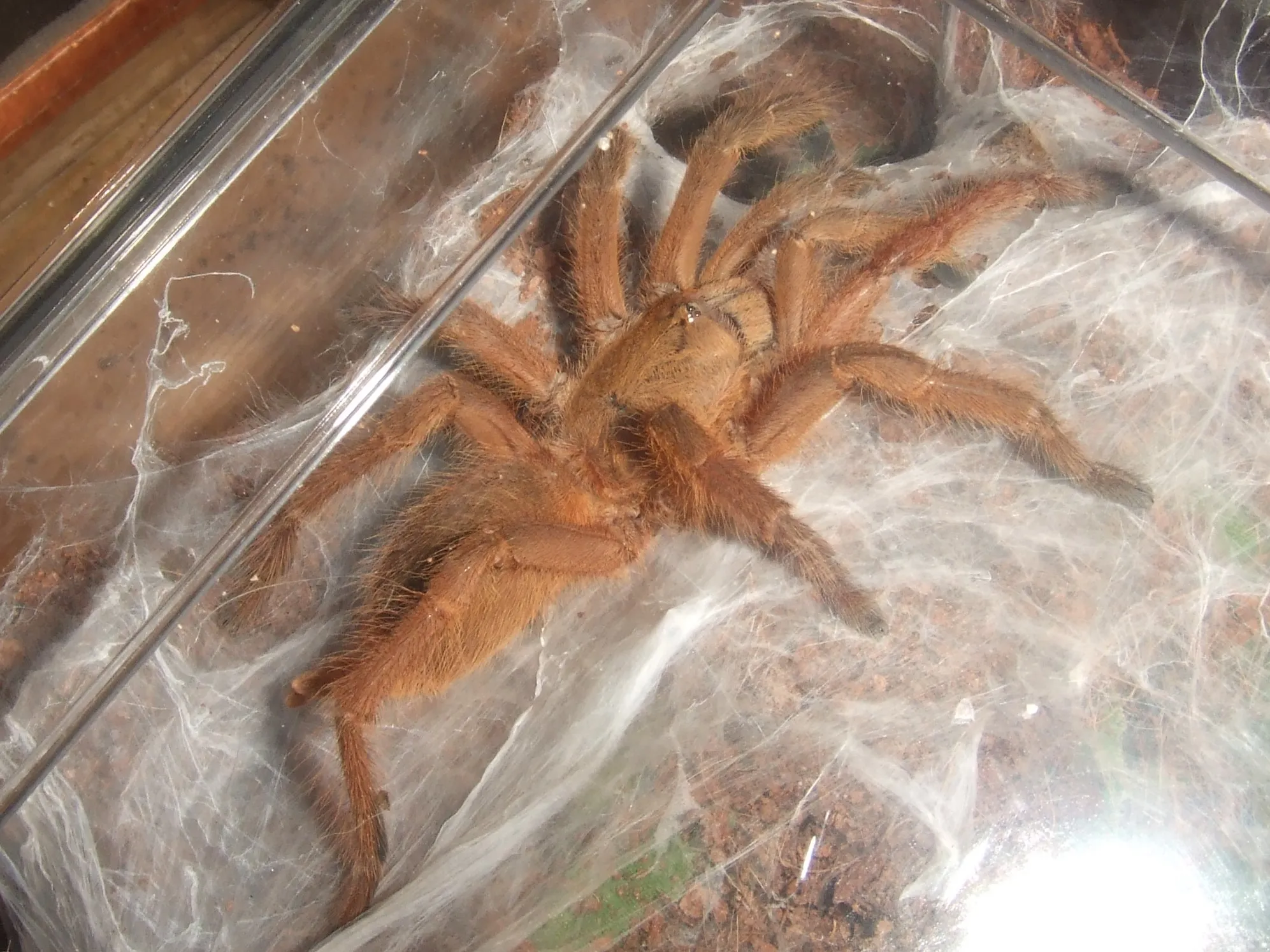 21719 chilobrachys huahini tarantula image4