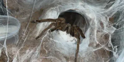 /img/21719-chilobrachys-huahini-tarantula-image5.webp