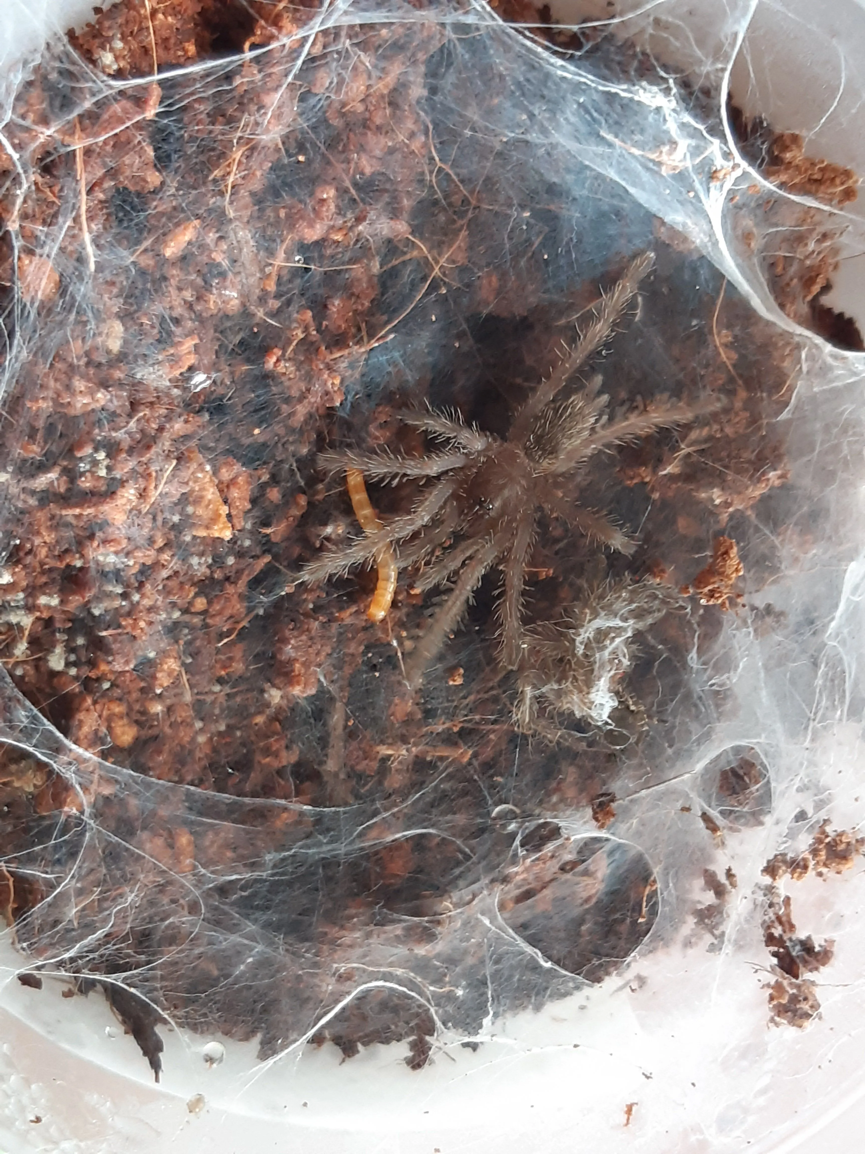 21719 tarantula feeding