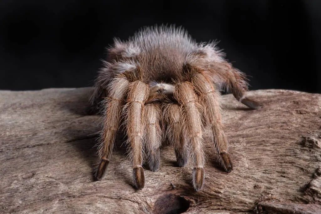 /img/21721-arachnid-habitat.webp