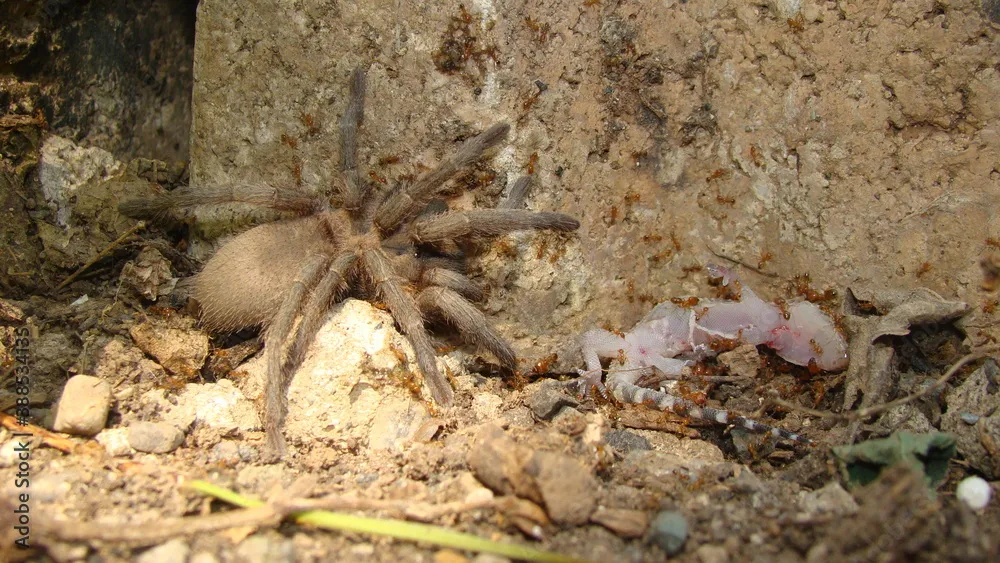 21721 tarantula defense