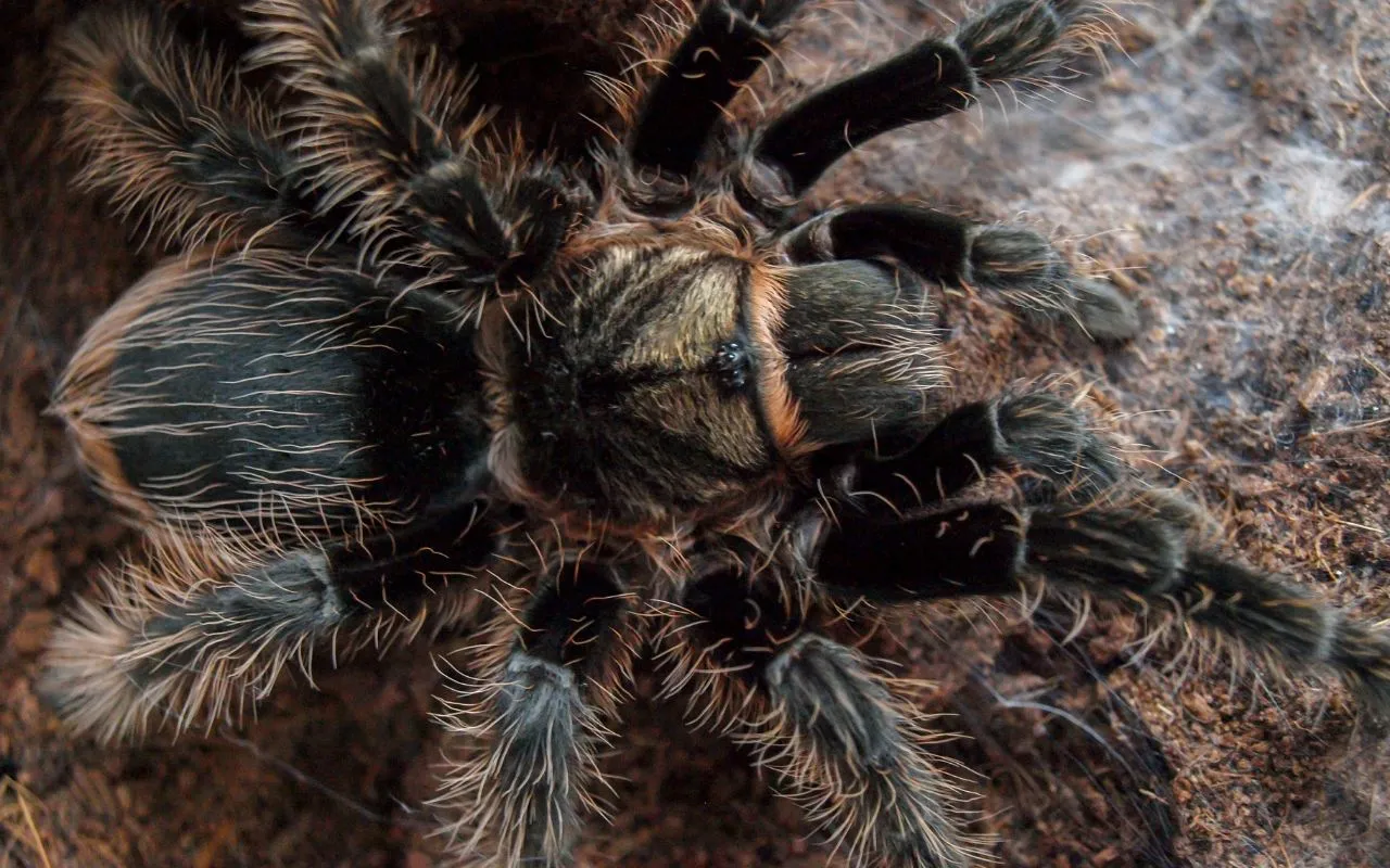 /img/21722-tarantula-after-molting.webp