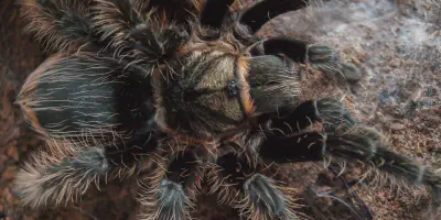 /img/21722-tarantula-after-molting.webp