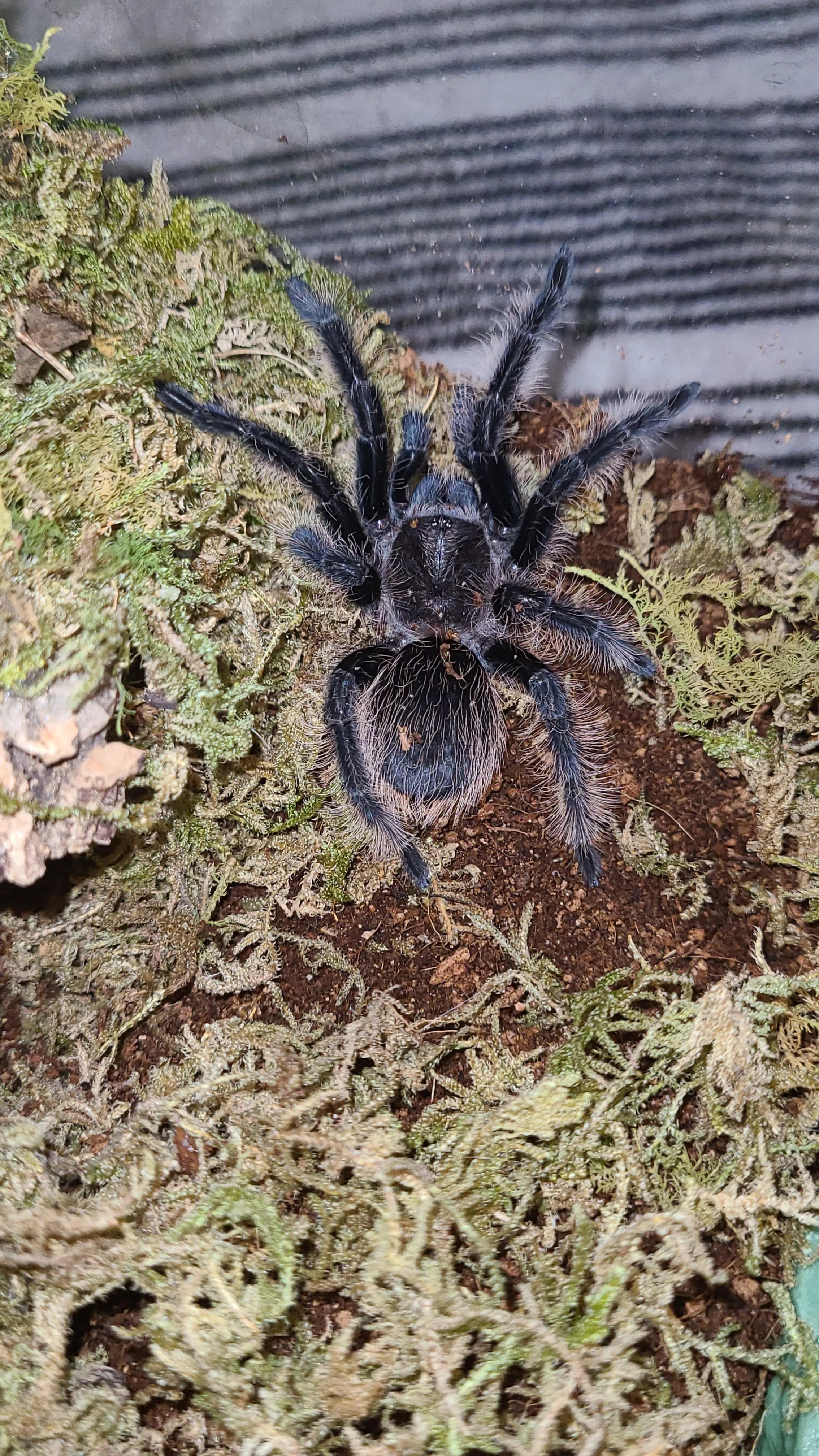 21722 tarantula feeding