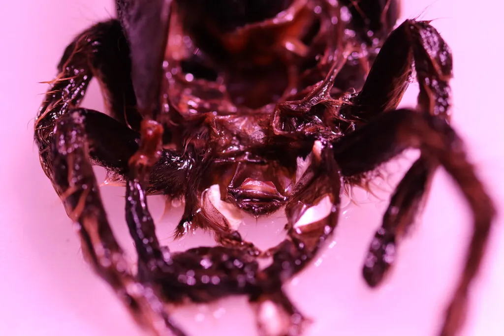 21722 tarantula molting signs