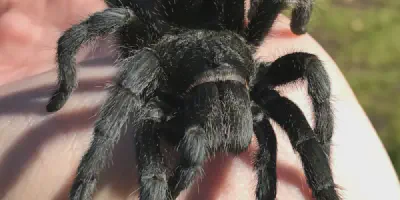/img/21723-brazilian-black-tarantula-breeding.webp