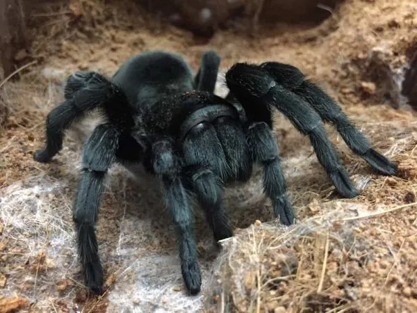 21723 brazilian black tarantula handling