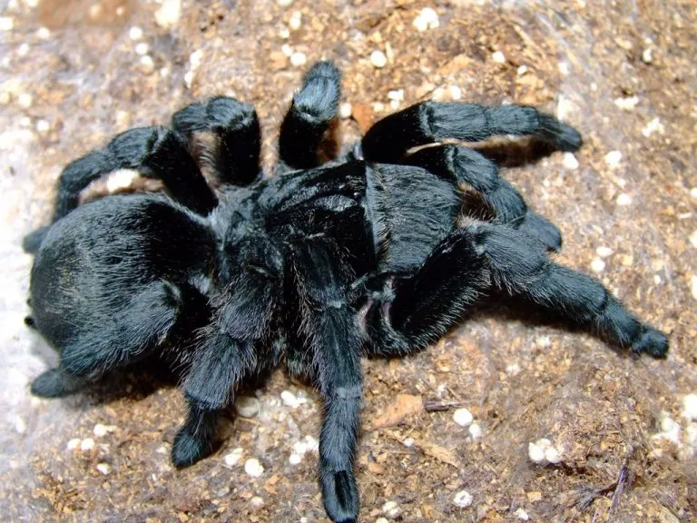 21723 brazilian black tarantula substrate