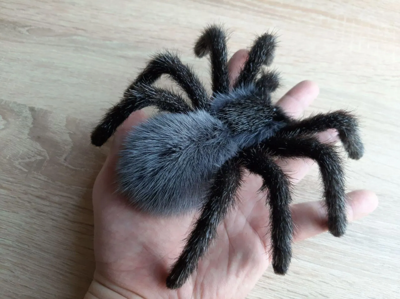 21725 tarantula protection