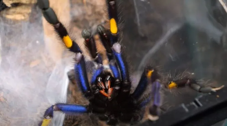 21728 peacock tarantula choosing