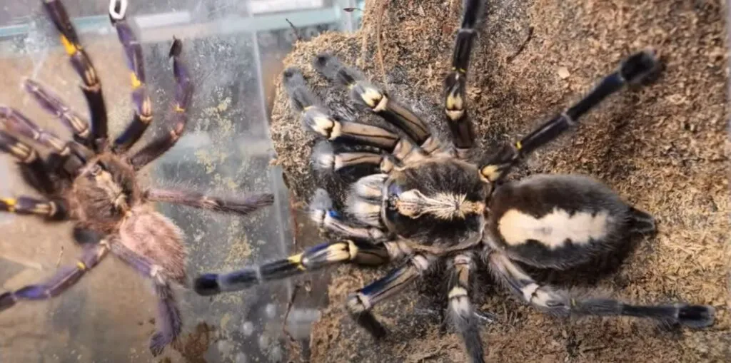 21728 peacock tarantula feeding