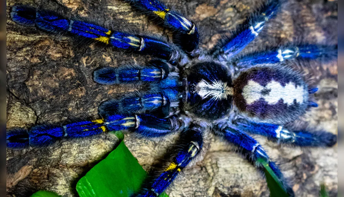 /img/21728-peacock-tarantula-health.webp