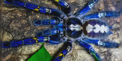 /img/21728-peacock-tarantula-health.webp