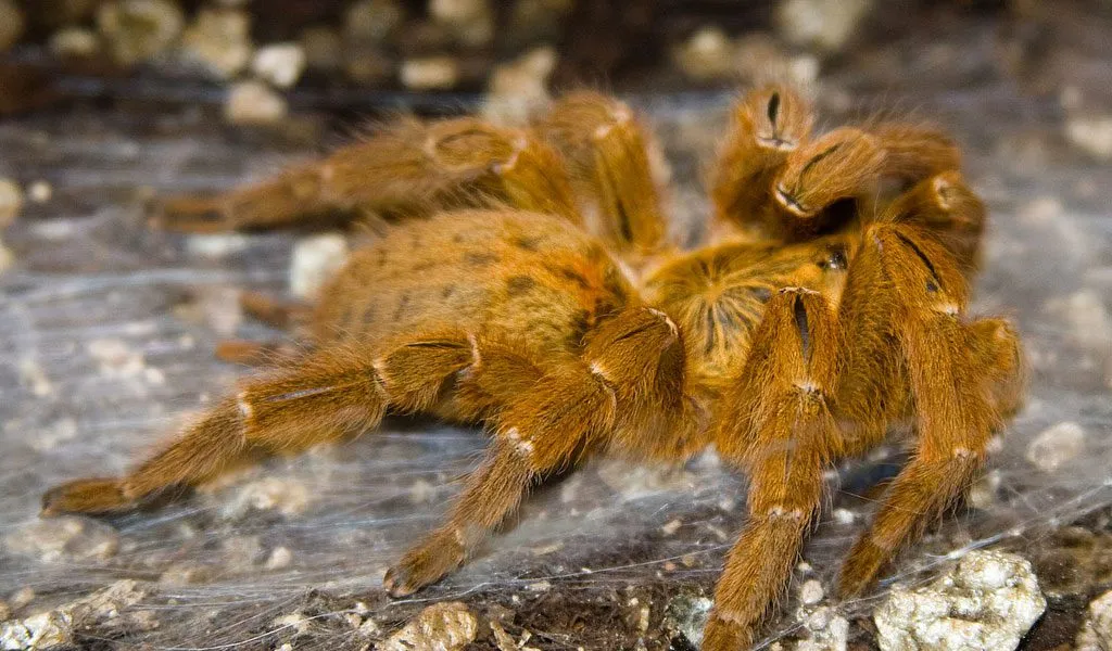 21729 tarantula exoskeleton