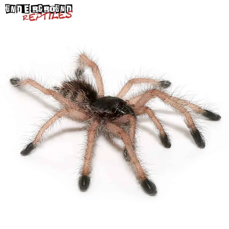 21734 peruvian blue zebra tarantula feeding