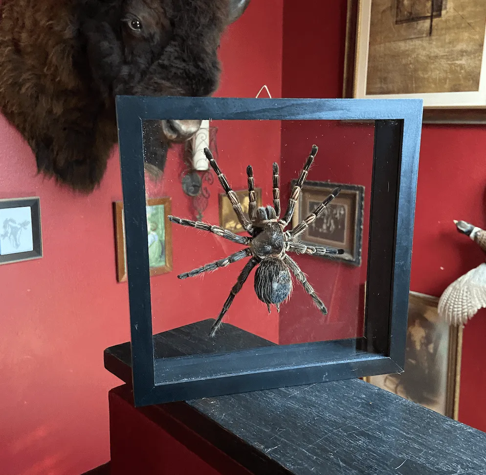 21734 peruvian blue zebra tarantula handling