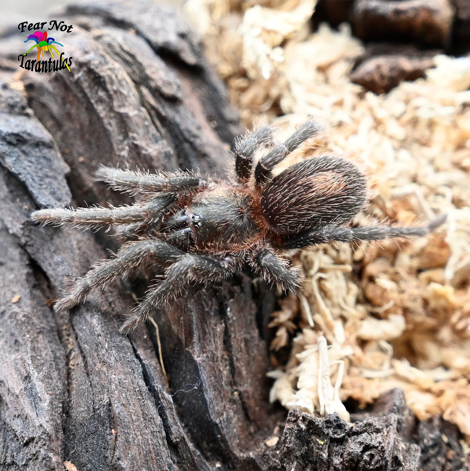 21734 peruvian blue zebra tarantula molting