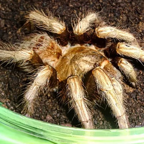 /img/21734-peruvian-blue-zebra-tarantula-water.webp