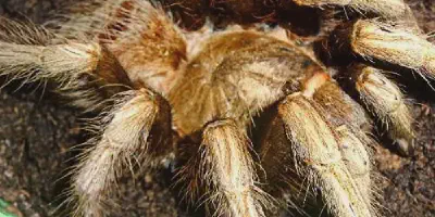 /img/21734-peruvian-blue-zebra-tarantula-water.webp