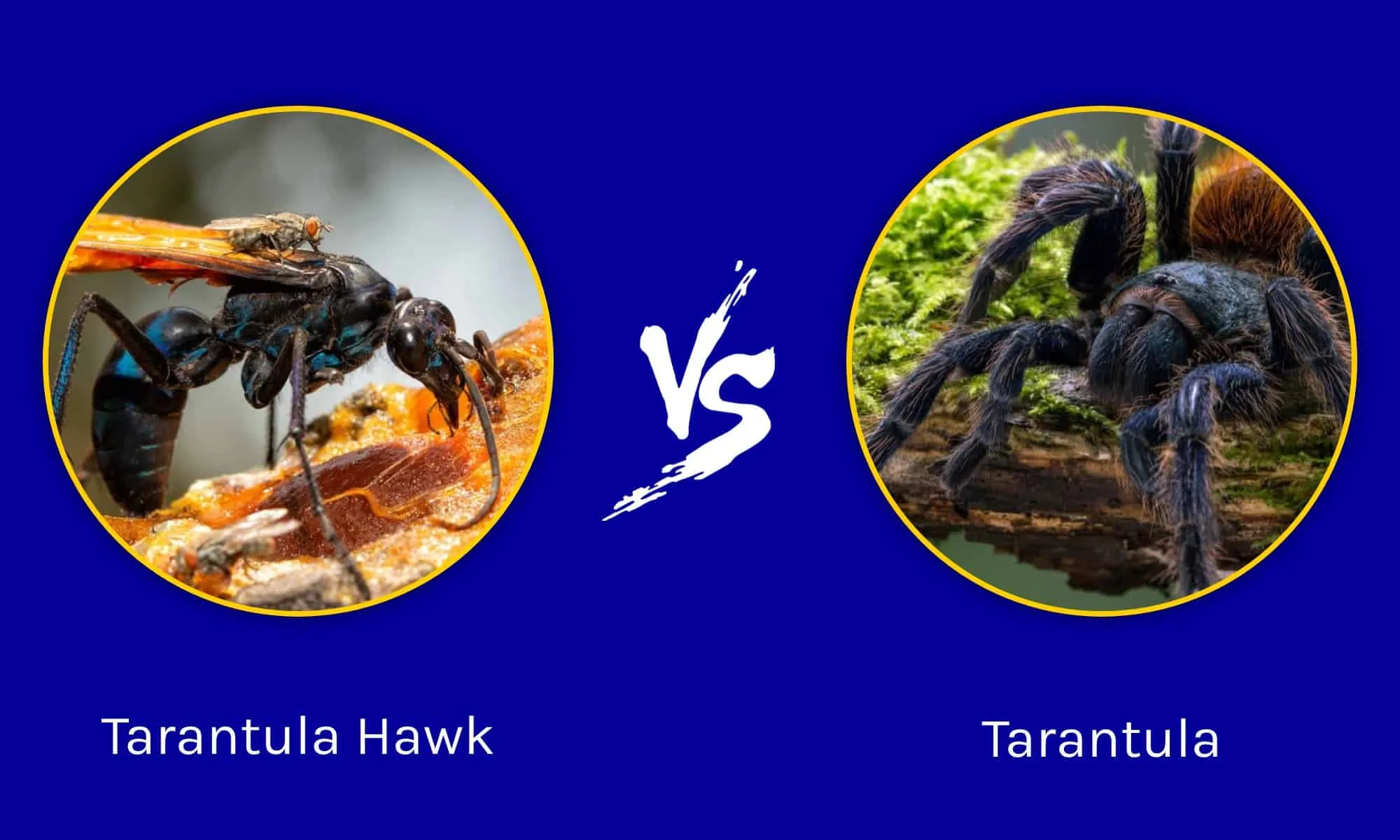 21735 tarantula defense