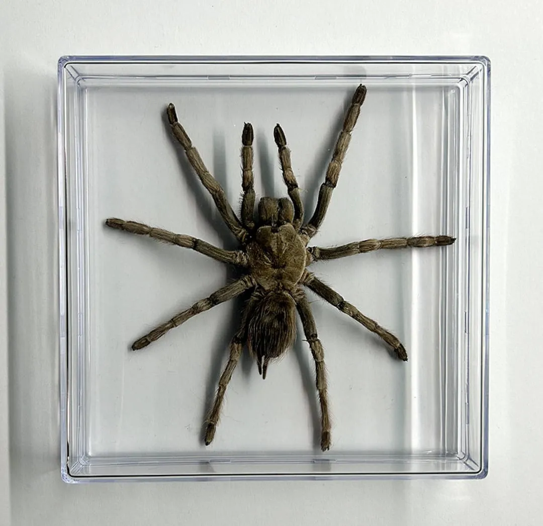 21736 chilean rose tarantula