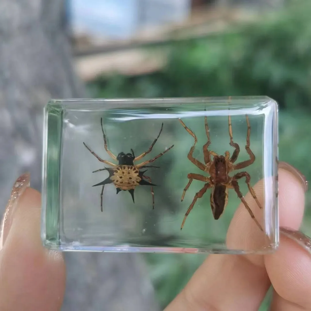 21736 goliath birdeater tarantula