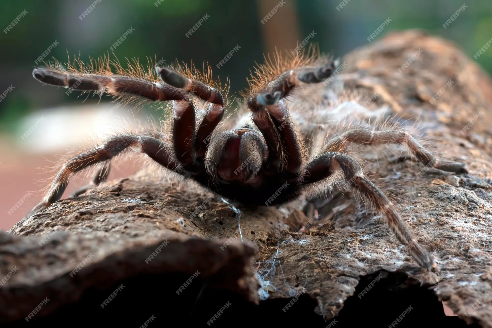 21736 mexican red knee tarantula