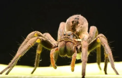 21736 tarantula feeding