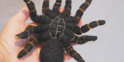 /img/21736-tarantula-handling.webp