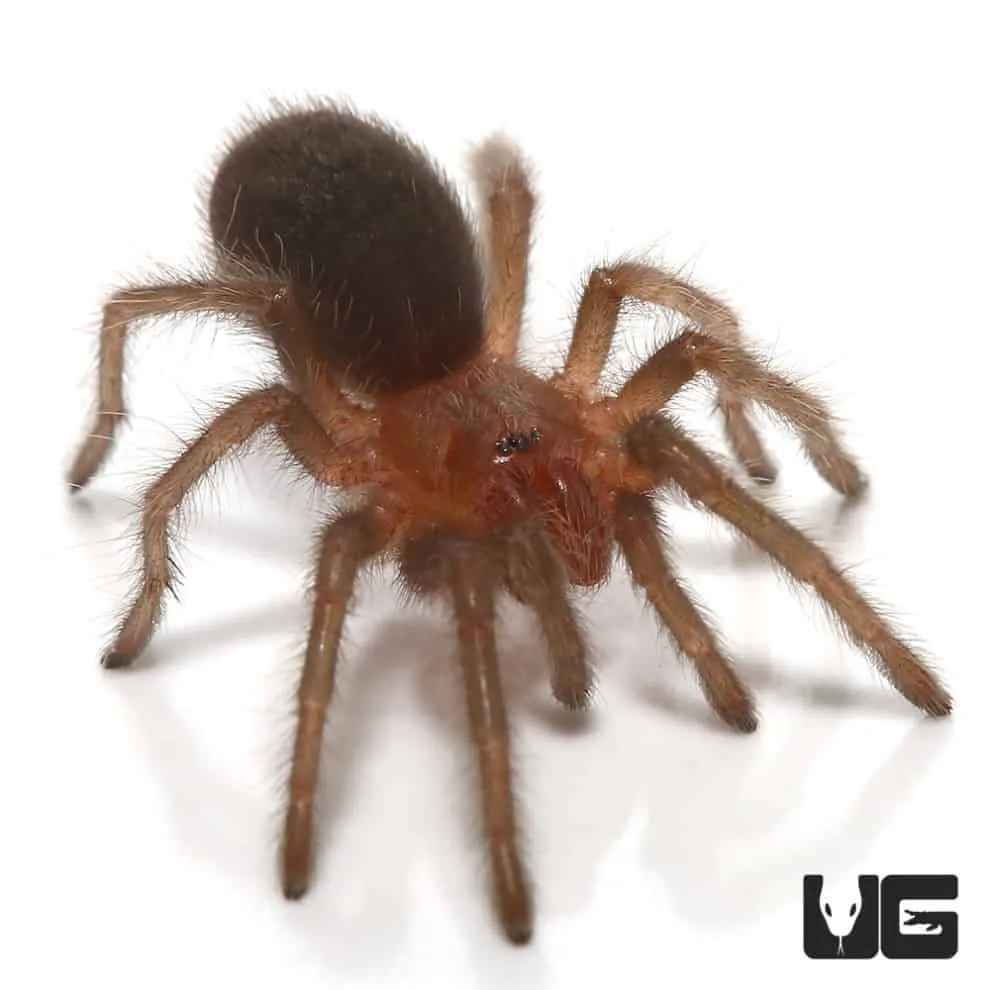 /img/21737-brazilian-black-tarantula-uk-map.webp