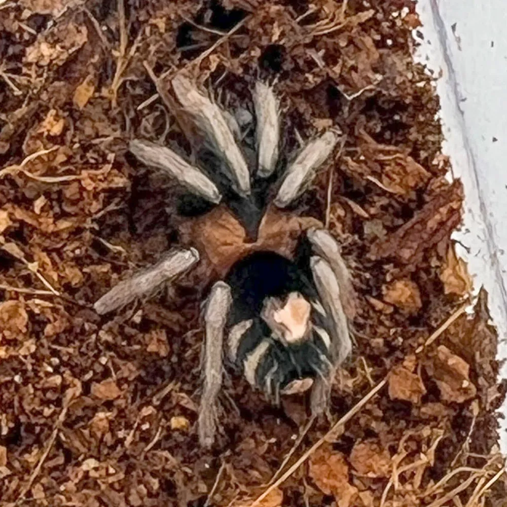 21739 trinidad dwarf tarantula feeding