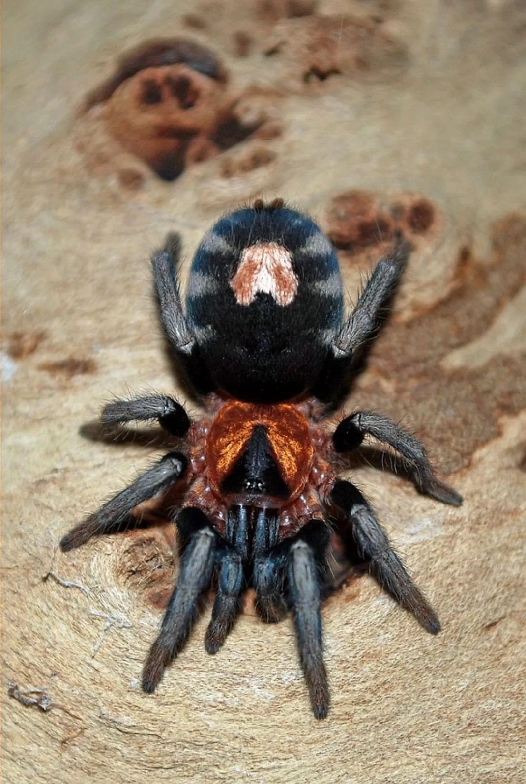 21739 trinidad dwarf tarantula humidity